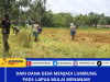 Dari Dana Desa Menjadi Lumbung Padi: Lapua Mulai Menanam Harapan Baru